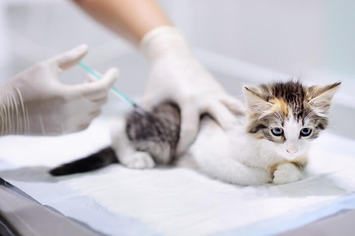 Vacinação de um gatinho