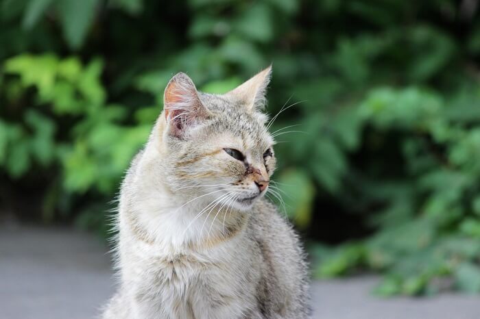 herpesvírus felino e a imagem em destaque do olho