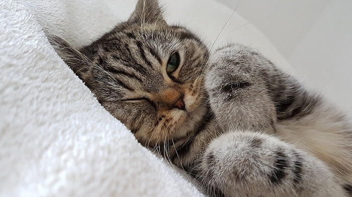 gato com úlcera de córnea deitado na cama