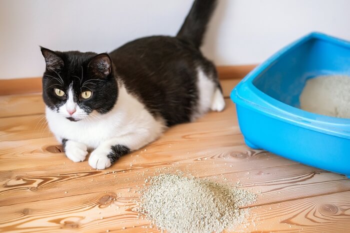 Imagem mostrando um gato dentro de uma caixa sanitária, empenhado em utilizá-la para eliminação.