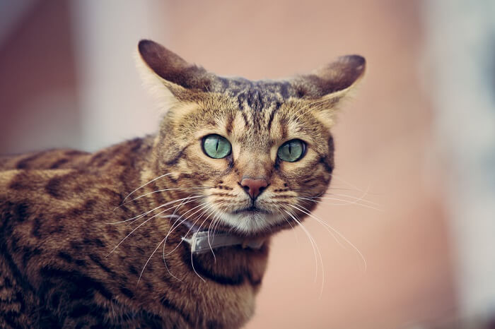 Um gato de Bengala com olhos verdes olhando para a câmera.