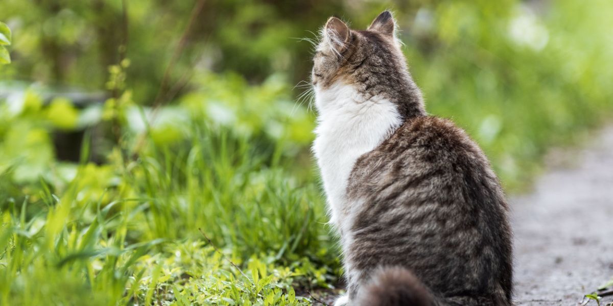 gato doméstico senta-se de costas no caminho