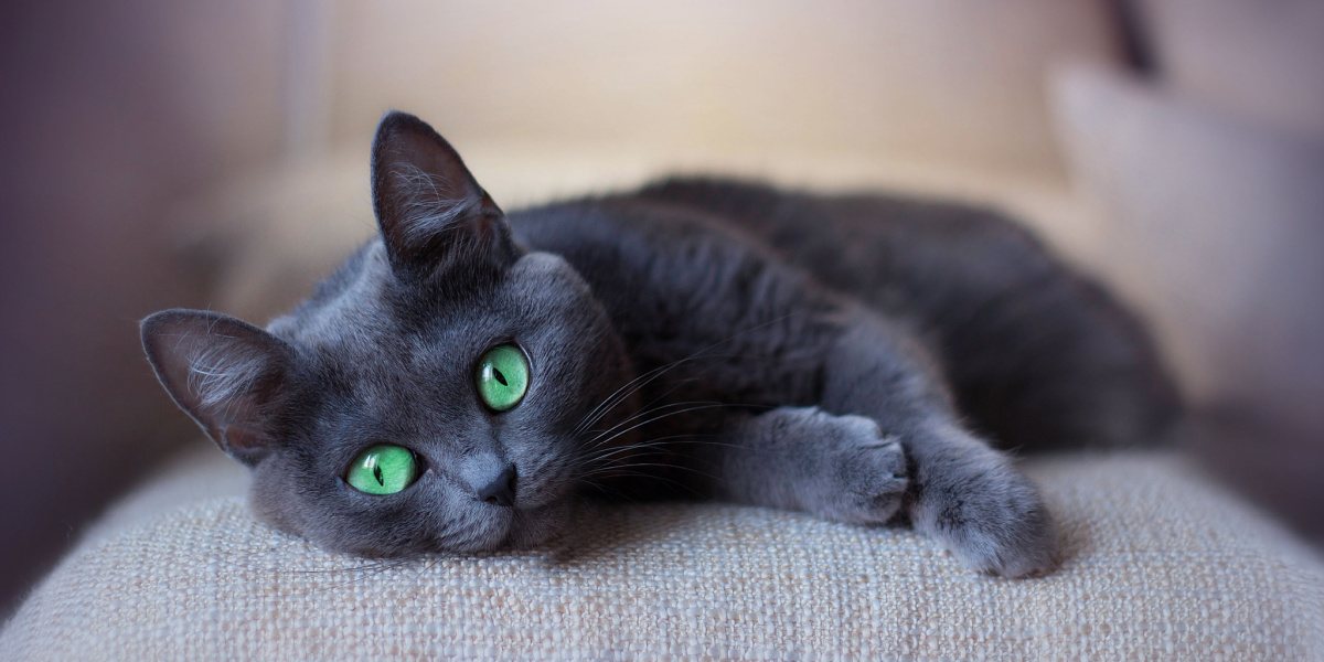 gato cinza com gatos verdes dormindo no sofá