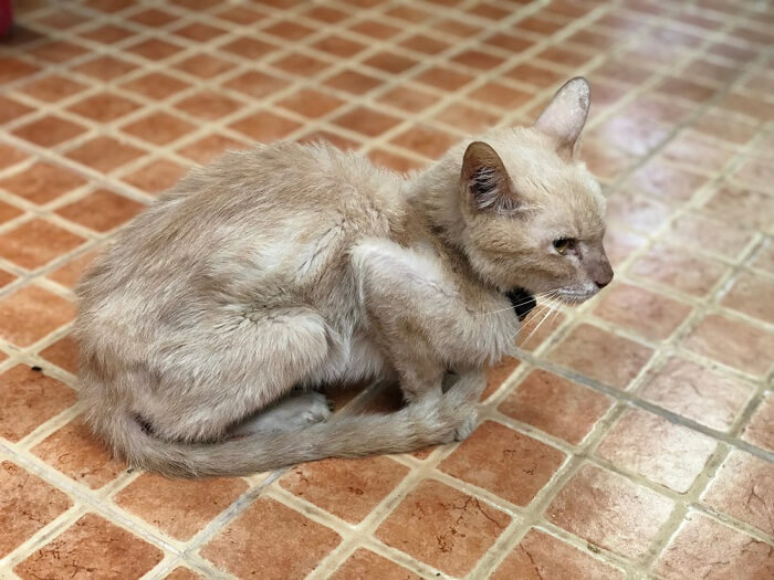 Um gato magro e emaciado com costelas visíveis e aparência esquelética, indicando possível desnutrição ou problemas de saúde.