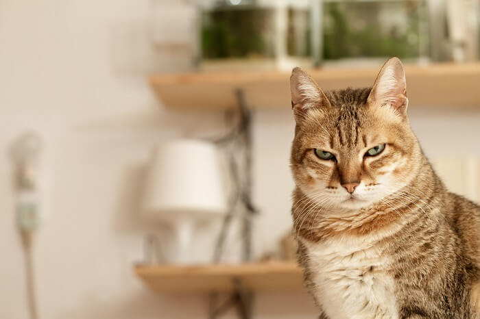 Imagem que retrata um gato infeliz, com expressão abatida e possivelmente orelhas achatadas, refletindo um clima de descontentamento ou desconforto.