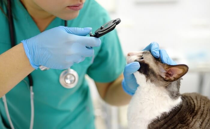 veterinário olhando para os olhos do gato