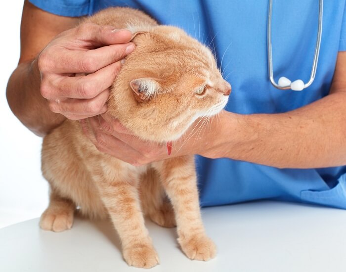 Um gato laranja sendo examinado por um veterinário.