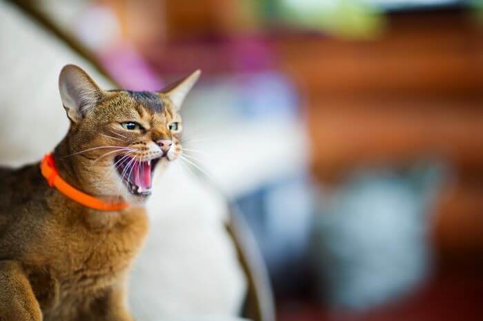 Medo de agressão em gatos