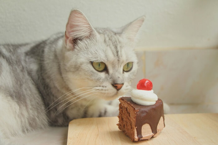 gato olhando para o pedaço de bolo de chocolate