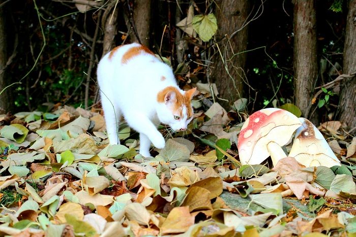 gato e um cogumelo em uma floresta