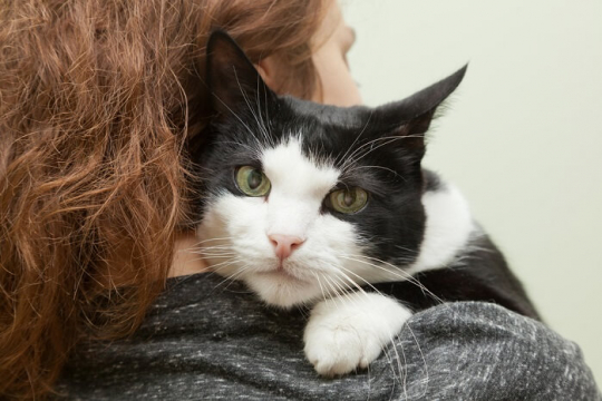 9 Sinais Inconfundíveis de que seu Gato te Ama