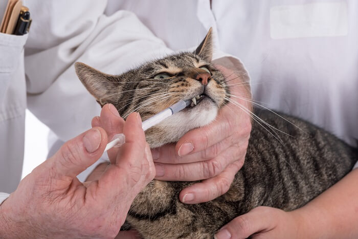 gato malhado recebendo um medicamento