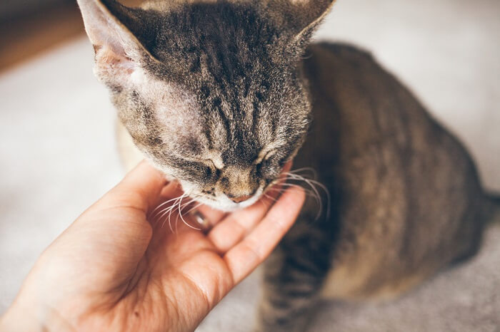 gato sentado com os olhos fechados, sendo acariciado