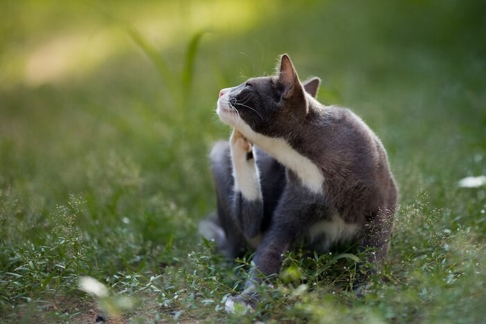 gato se coçando