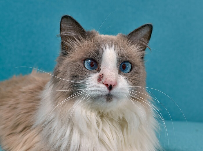 um gato com alergia cutânea, com vermelhidão, irritação e desconforto evidentes no pelo e na pele.