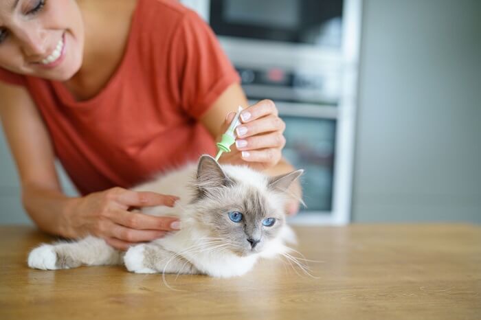 Pessoa aplicando uma dose de medicamento contra pulgas nas costas do gato