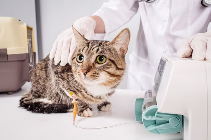 como tratar o envenenamento por chumbo em gatos