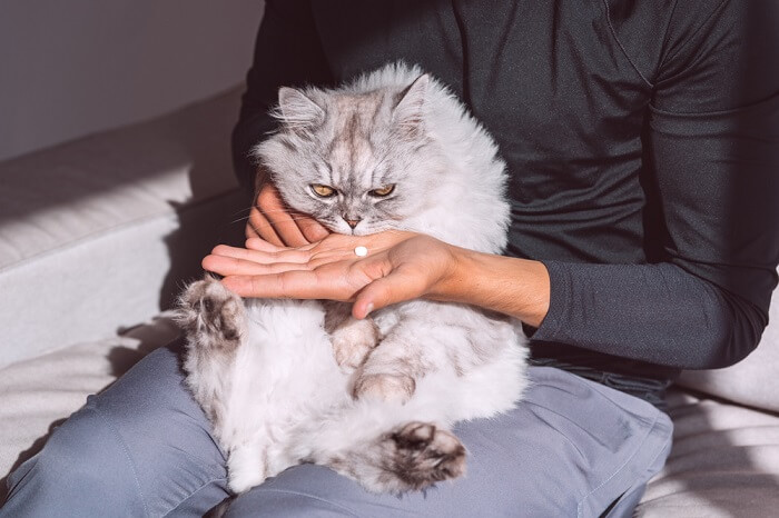 Imagem apresentando medicamentos brancos para gatos, destacando a variedade de tratamentos farmacêuticos disponíveis para tratar problemas de saúde felinos e a importância da dosagem precisa e da administração adequada.