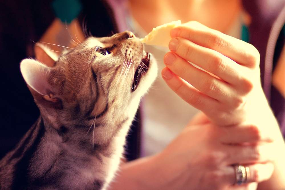 Imagem de um gato de Bengala comendo queijo, ilustrando a exploração curiosa de um felino sobre a comida humana