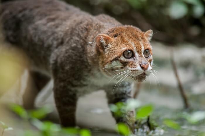 Gato de cabeça chata