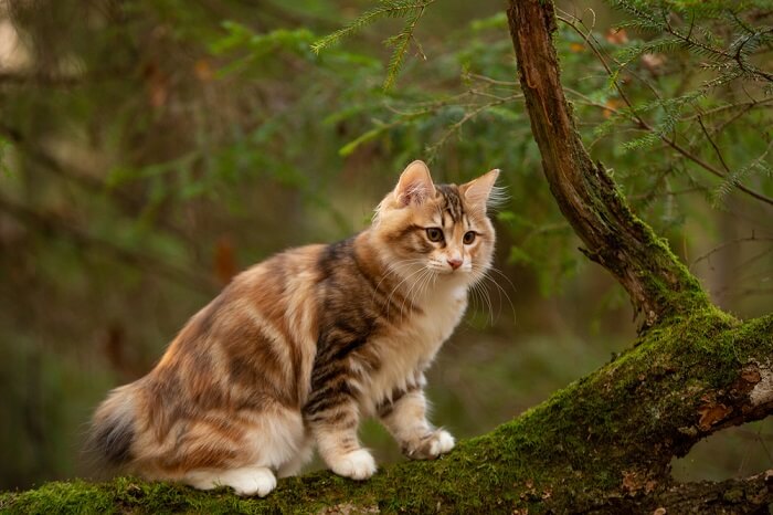 raça de gato sem cauda Gato Kurilian Bobtail