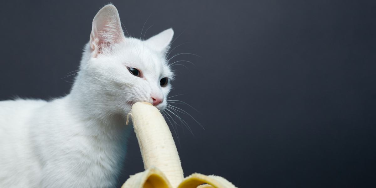 Gato saboreando um pedaço de banana