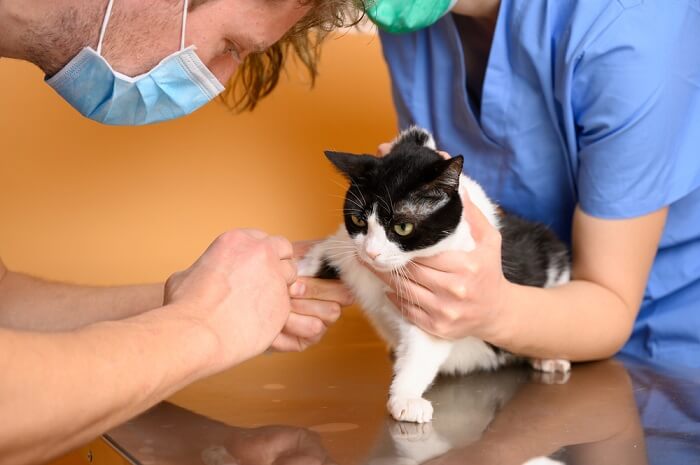 um gato recebendo Benazepril, destacando o papel deste medicamento no manejo de certas condições médicas em felinos e a importância da orientação veterinária adequada em sua administração.