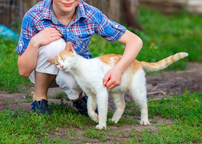 Um gato esfregando carinhosamente a cabeça em uma pessoa ou objeto, expressando carinho e marcando seu território.