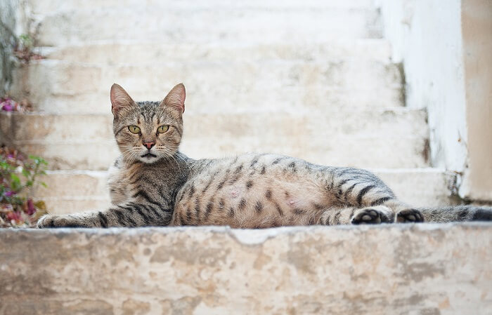 Uma gata grávida, enfatizando as mudanças físicas e o significado da gravidez nos companheiros felinos.