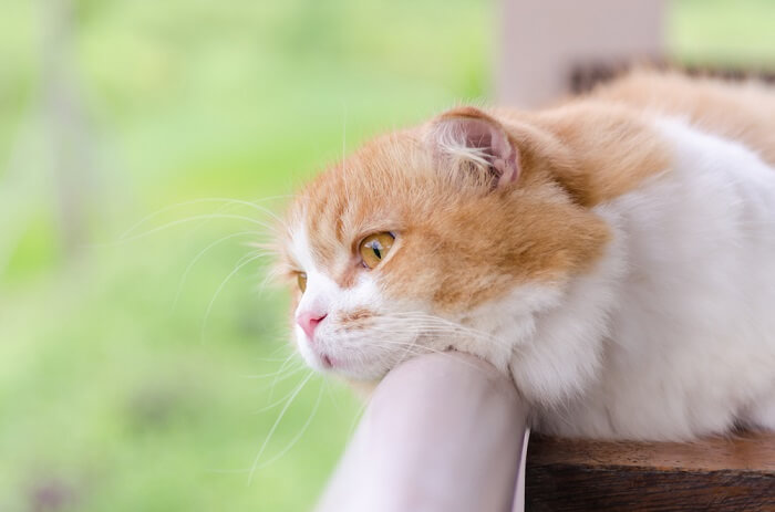 gato deprimido olhando pela varanda