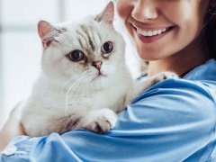 Veterinarian gently holding a calm and content cat.