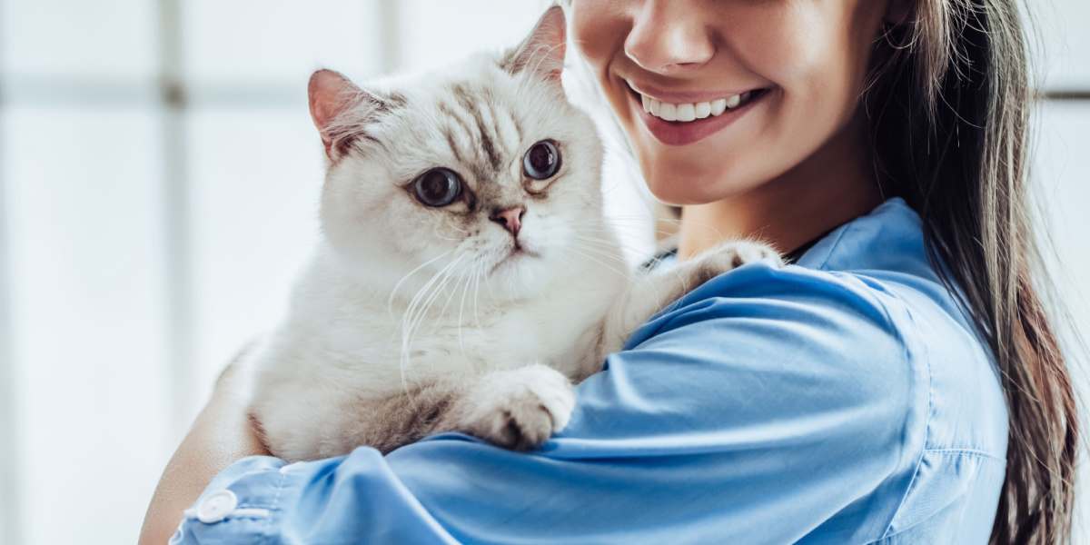 Veterinário segurando suavemente um gato calmo e contente.