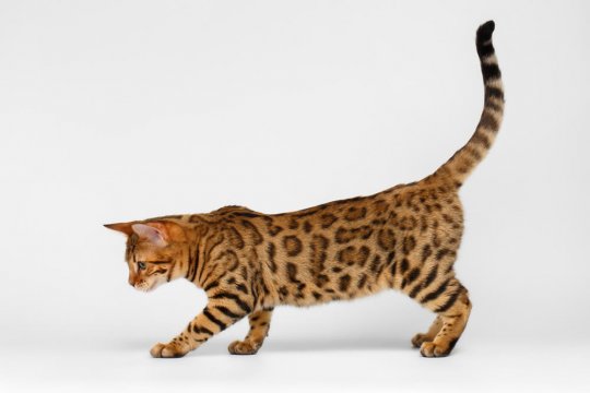 Os Sinais que a Cauda do seu Gato podem te Dar