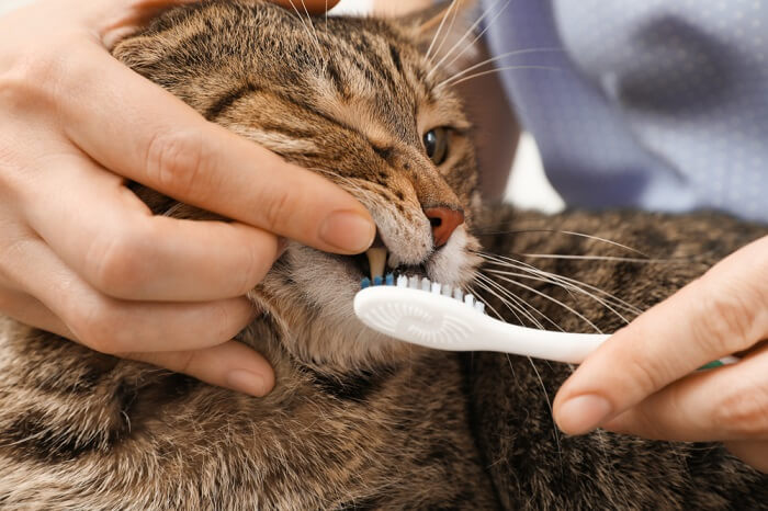 gato tendo os dentes escovados