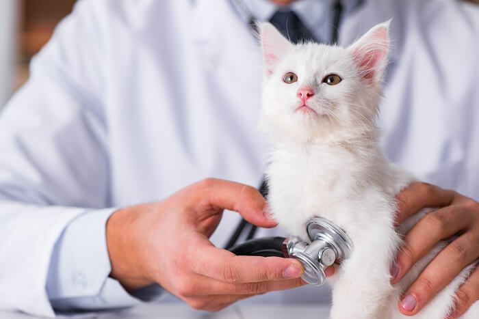 Gato sendo examinado por um veterinário durante um check-up