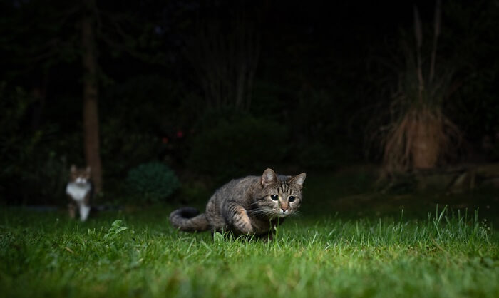 Gatos caçando à noite