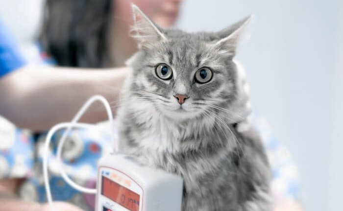 Uma imagem relacionada aos exames de sangue de gatos, enfatizando a importância dos exames de sangue na saúde dos felinos.