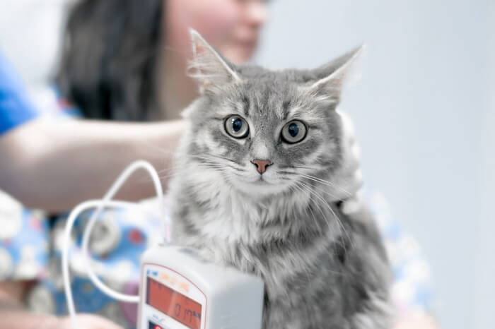 gato fazendo exames de sangue