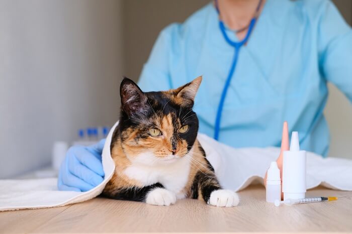 Uma imagem que captura um gato passando por um check-up completo, destacando o cuidado responsável dos animais de estimação e as visitas regulares ao veterinário.