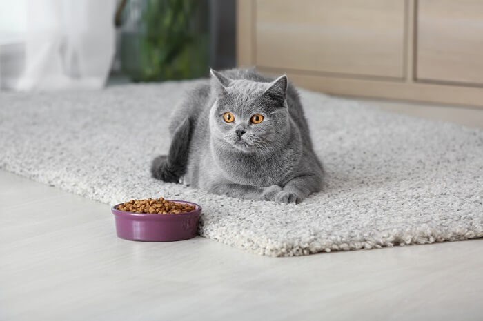 gato cinza deitado em frente a uma tigela cheia de comida