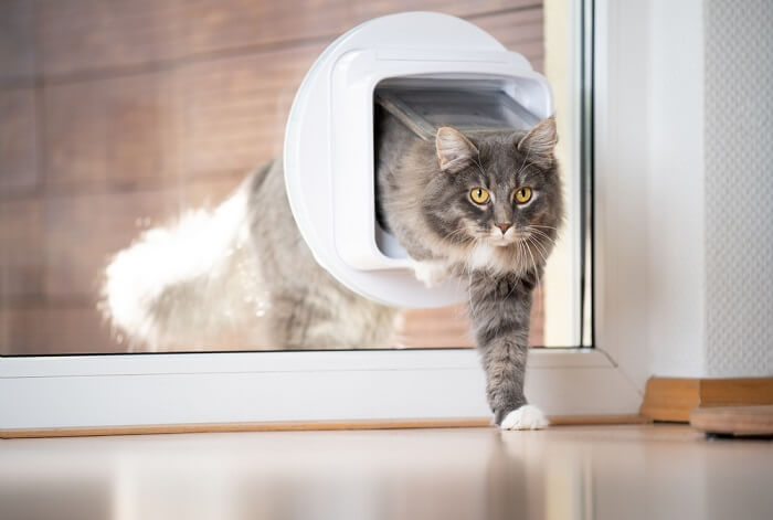 como treinar seu gato para usar uma porta para animais de estimação