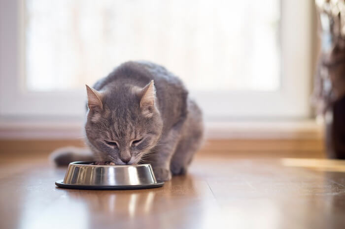 gato comendo comida de uma tigela de metal para gato