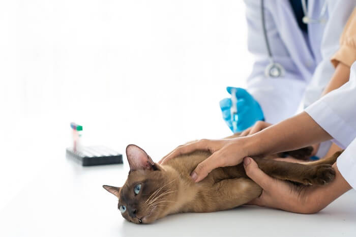 gato sendo examinado por seu veterinário