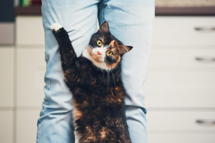 gato em pé segurando um humano