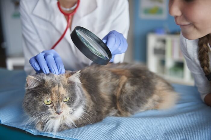 gato tendo a pele inspecionada pelo veterinário