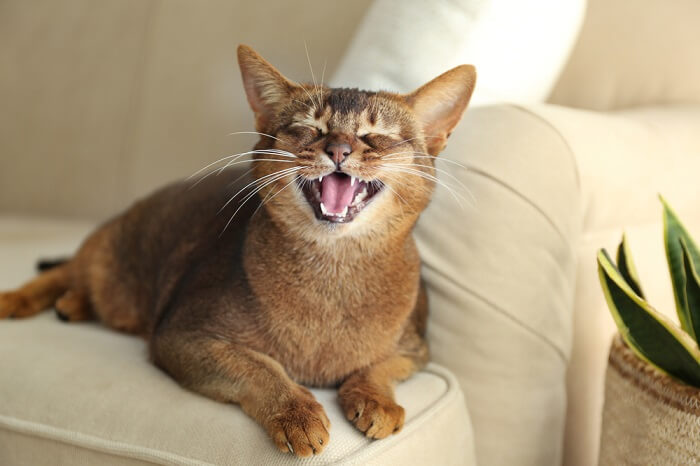 gato mostrando os dentes