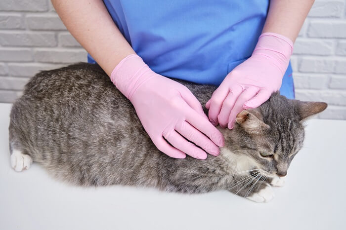 Aplicação de medicamento contra carrapatos em gatos, uma etapa crucial na prevenção de infestações por carrapatos e problemas de saúde relacionados em felinos.