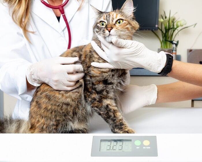 Gato sendo pesado em balança digital na clínica veterinária