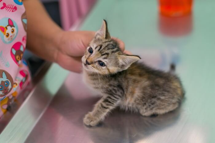 gatinho na mesa veterinária