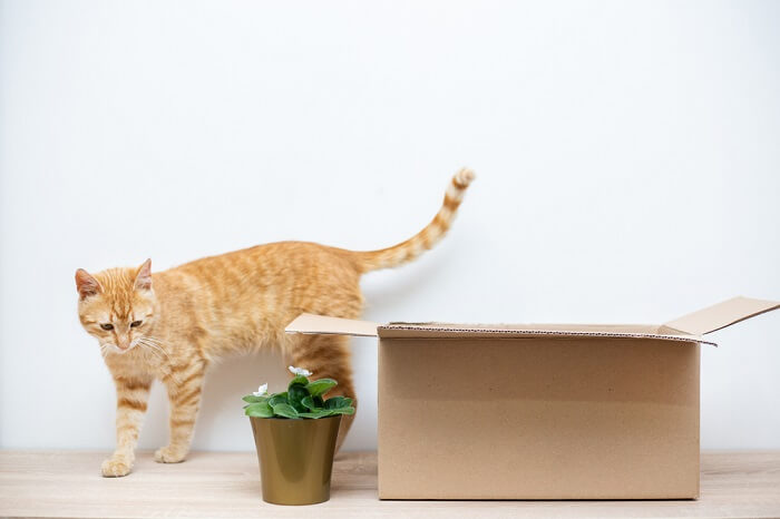 gato amarelo explorando os arredores de uma caixa de papelão